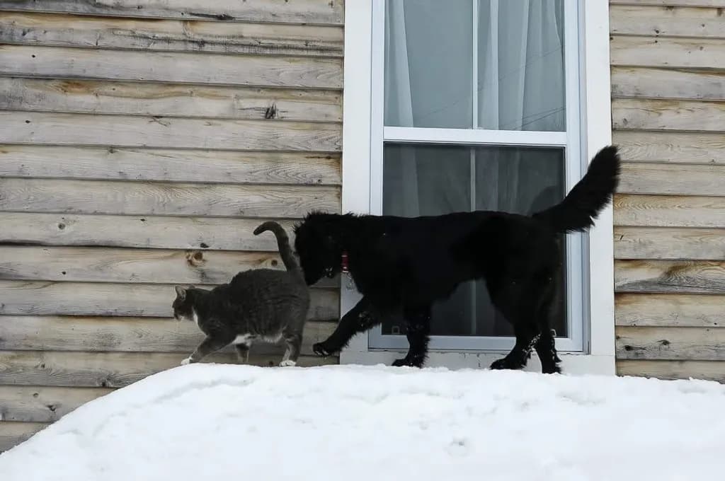Snowy Window Companions
