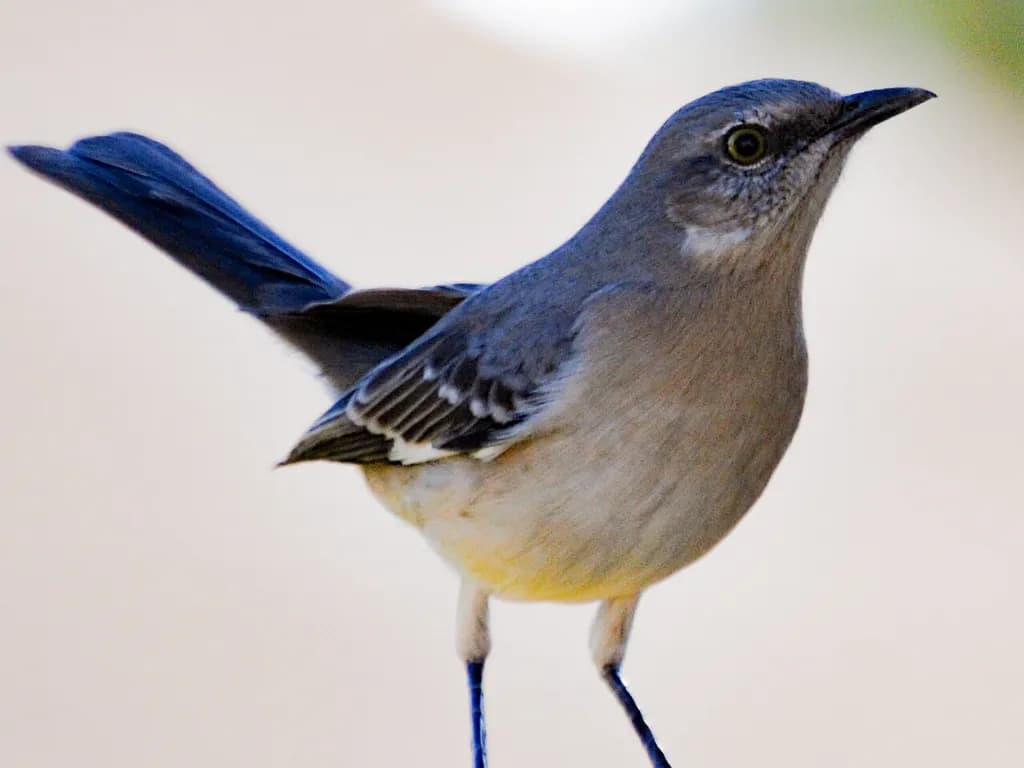 Blue-Tailed Bird