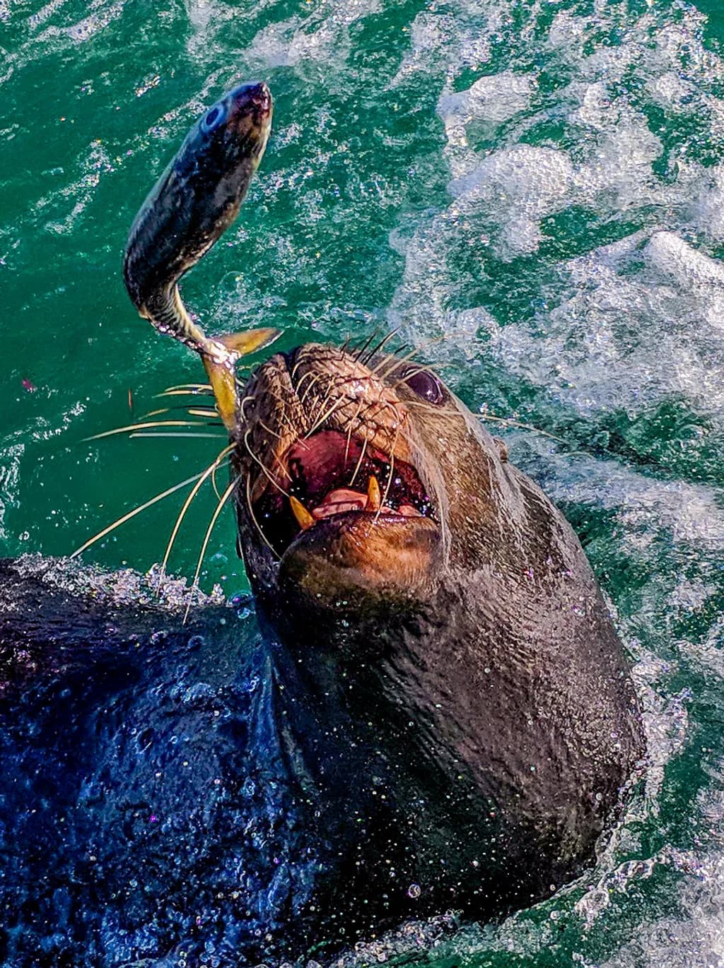 Hungry Seal Catch