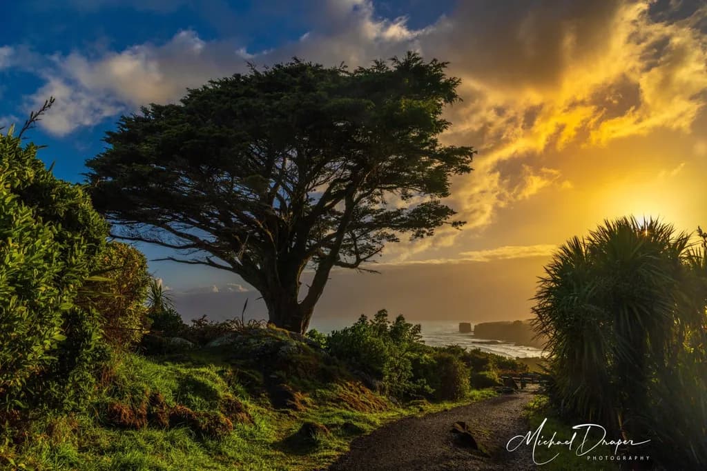 Coastal Tree Sunset