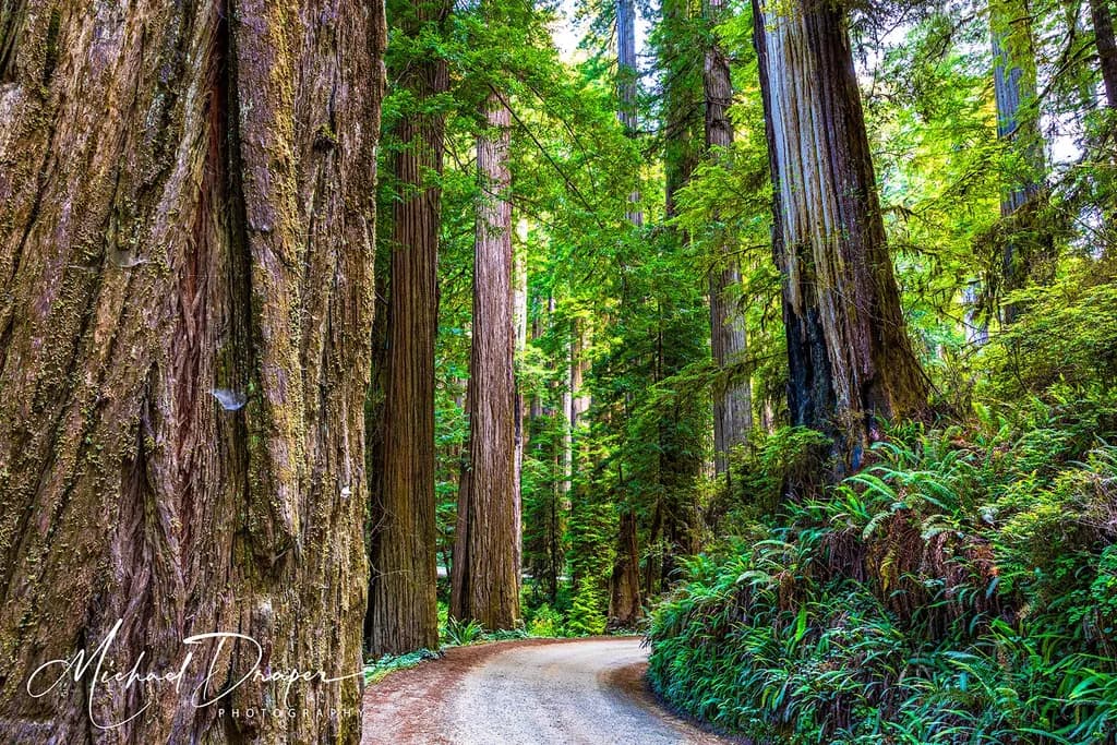 Redwood Forest Path