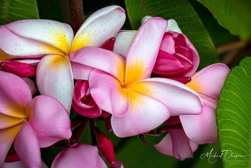 Pink Plumeria Cluster