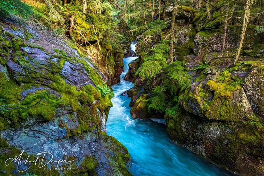 Mossy Forest Creek