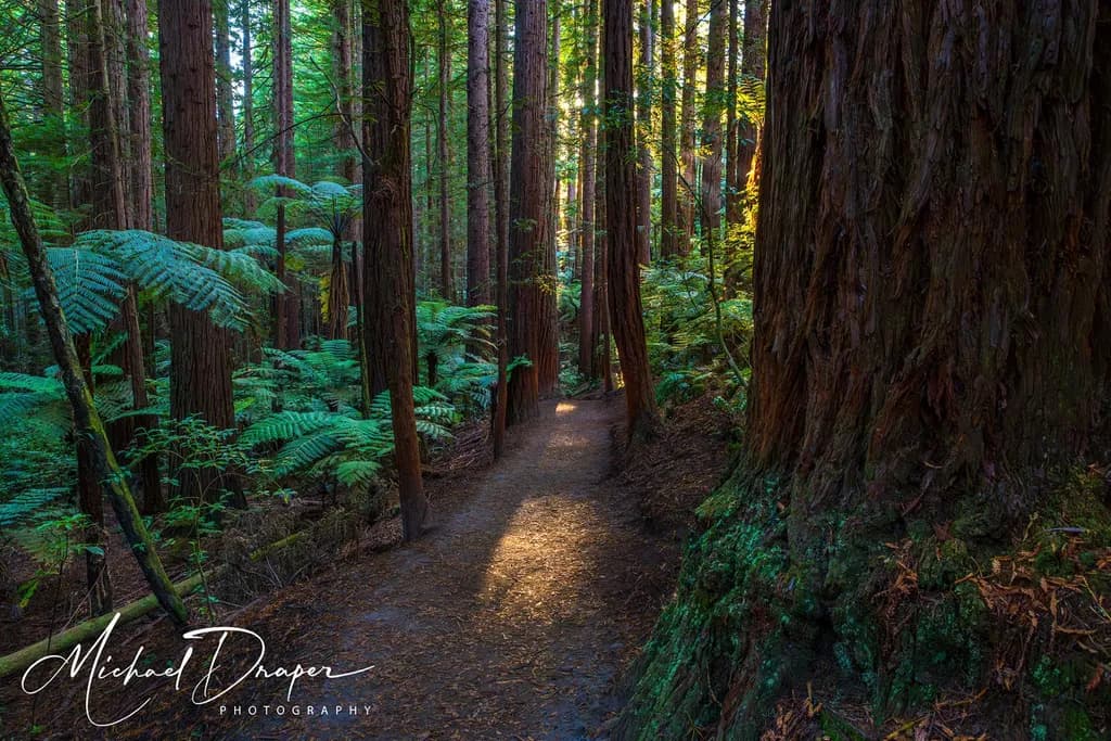 Forest Path Light