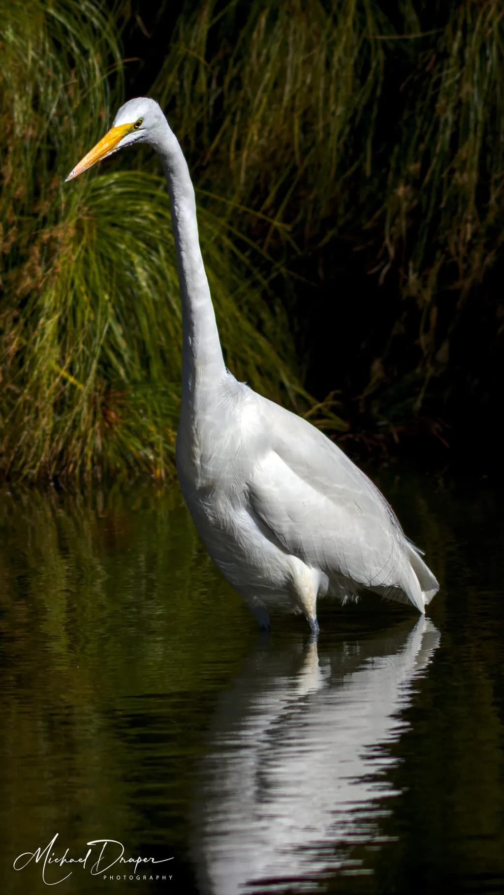 Great Egret Reflection
