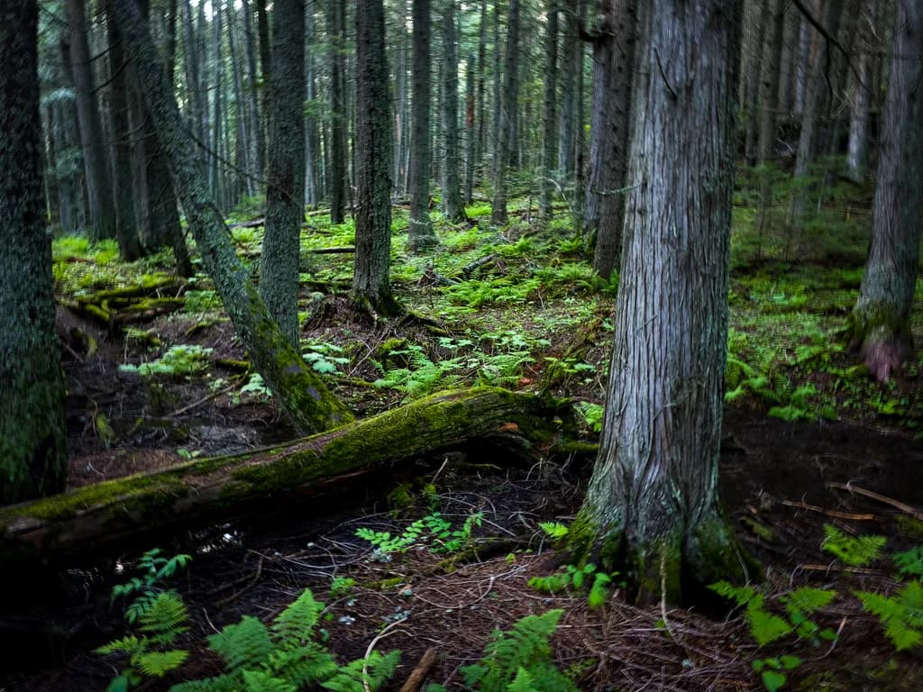 Mossy Forest Floor