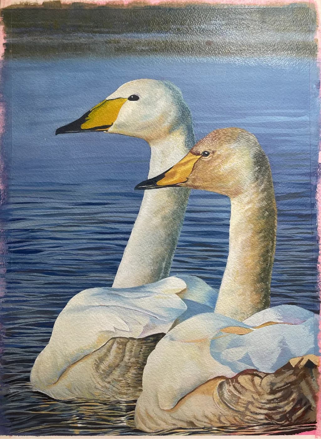 Swan Reflection