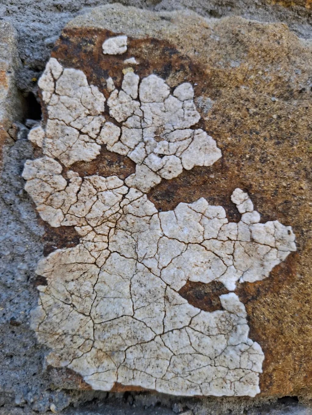 Cracked Earth Texture
