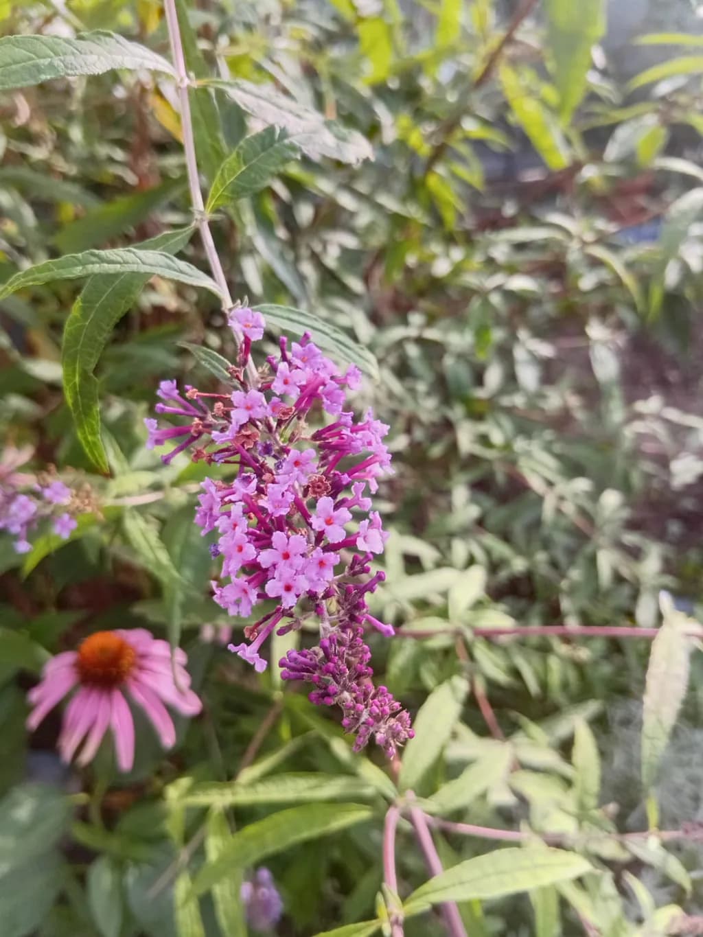 Purple Butterfly Bush Bloom