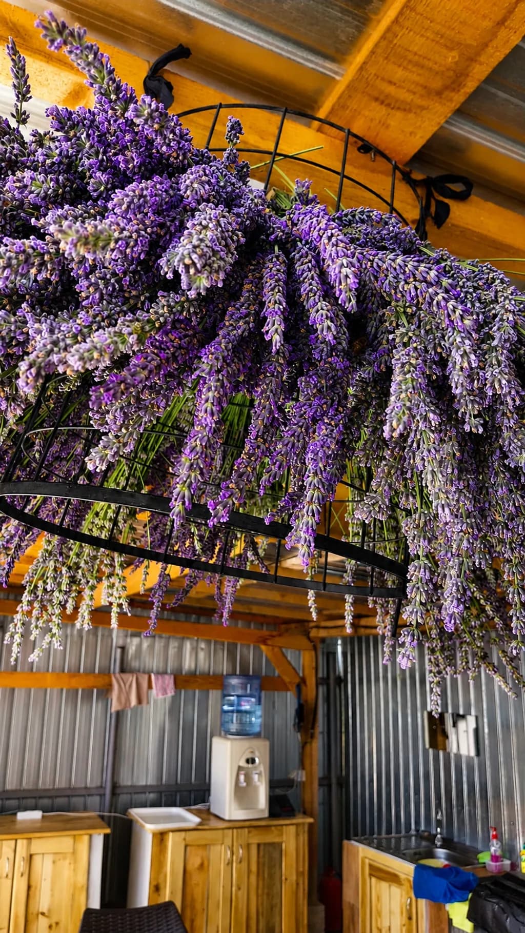 Lavender Bunches Hanging