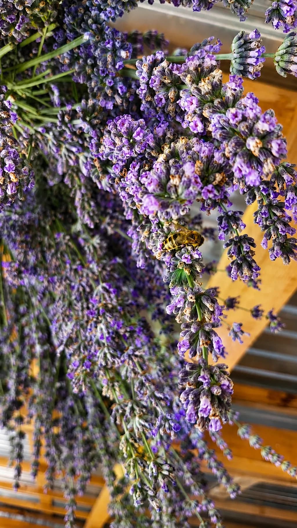 Lavender Bloom Cluster