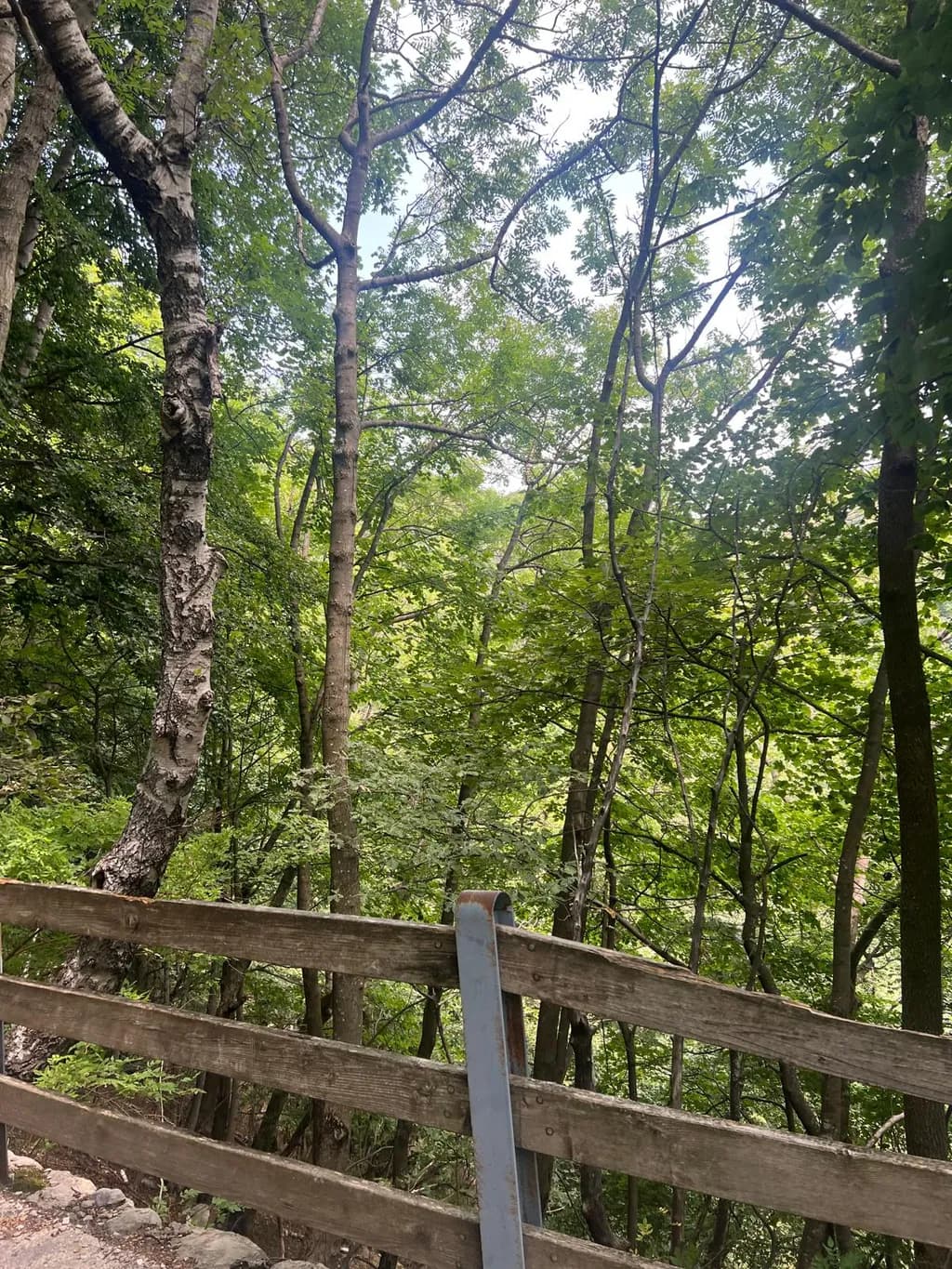 Woodland Fence View