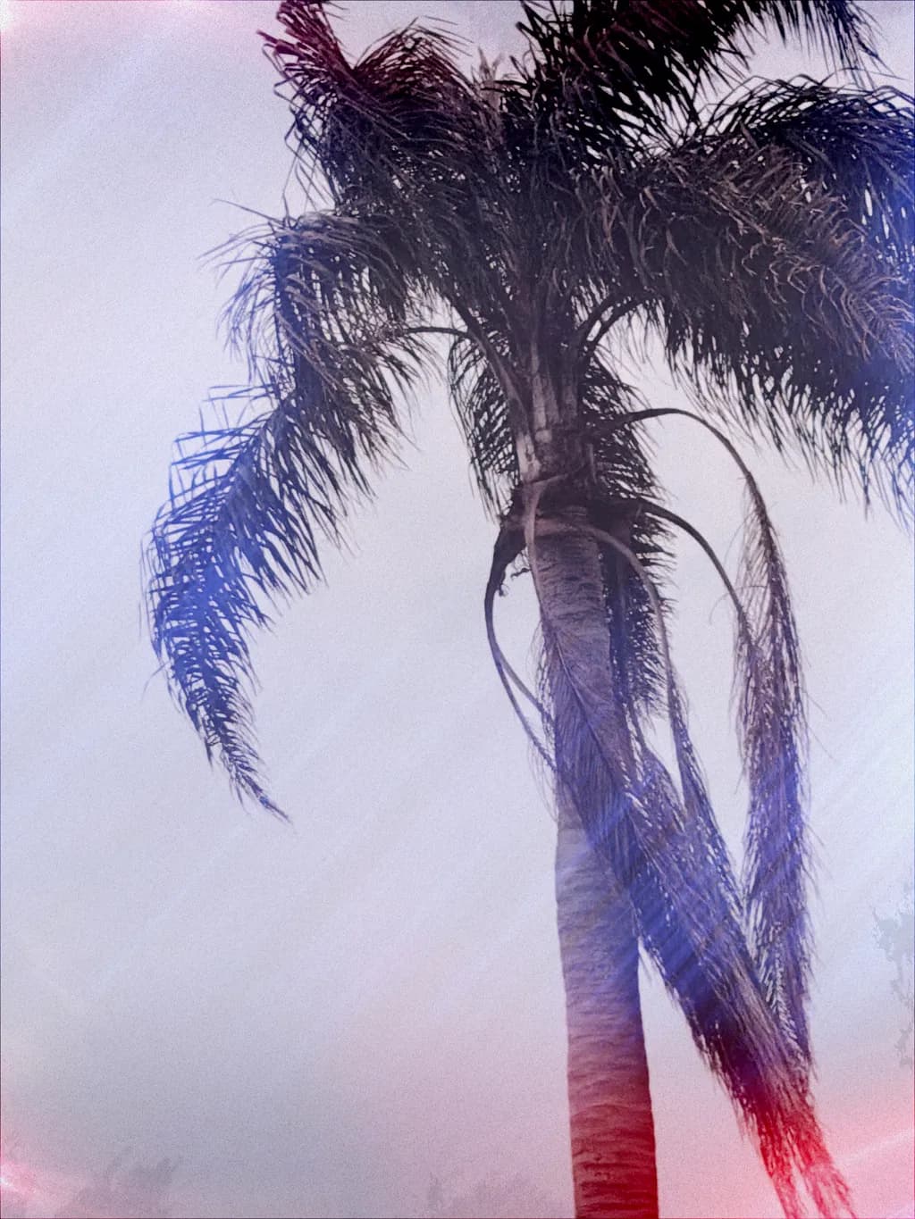 Morning Palm Silhouette