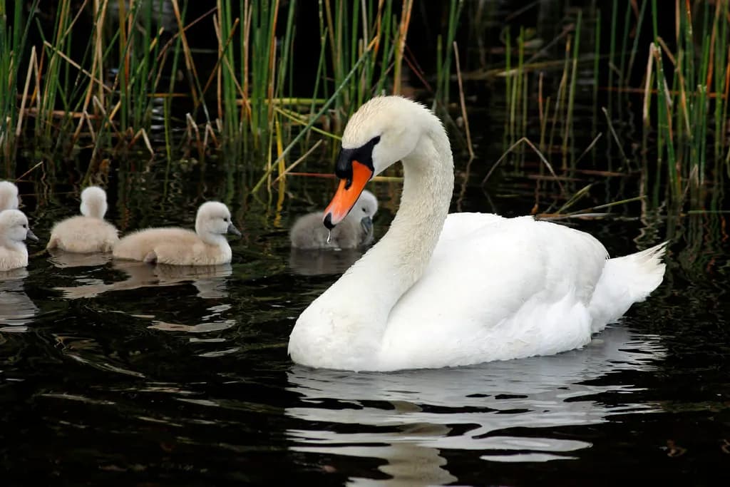 Swan and Cygnets on Water