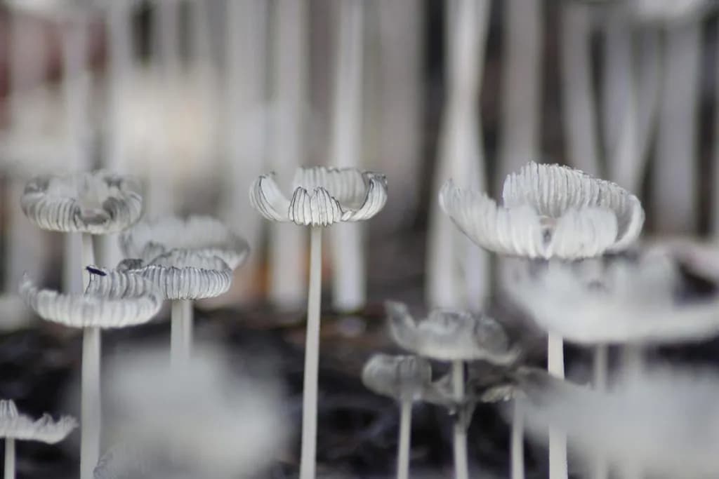 Delicate Mushrooms