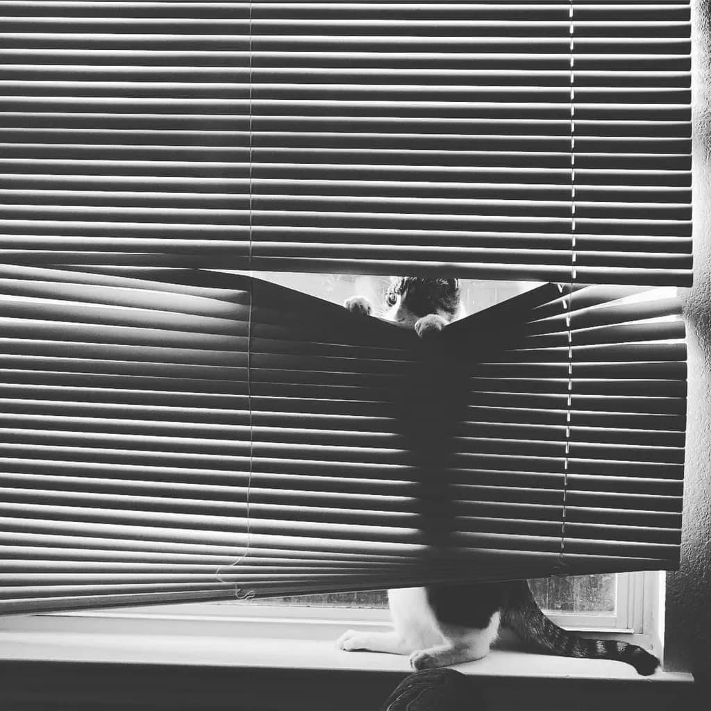 Cat Behind Blinds