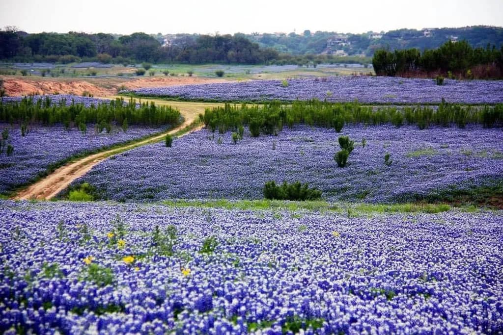 Bluebonnet Field Path