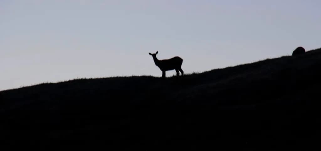 Hilltop Deer Silhouette
