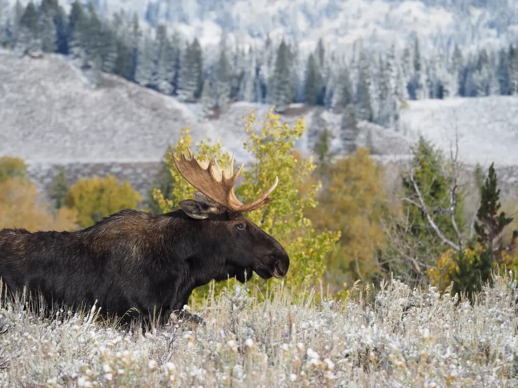 Mountain Moose in Meadow