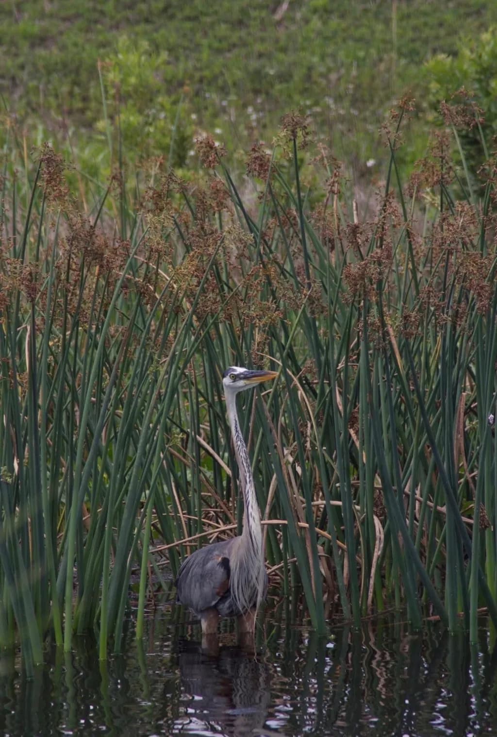 Heron in Marsh Reeds