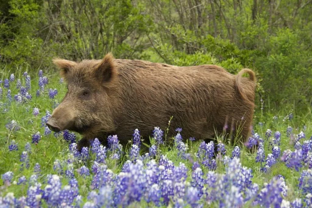 Wild Boar in Bluebonnets