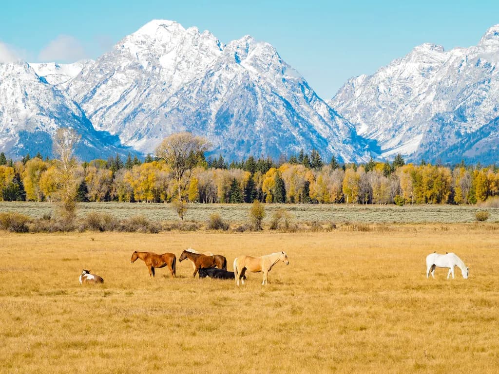 Horses in Meadow