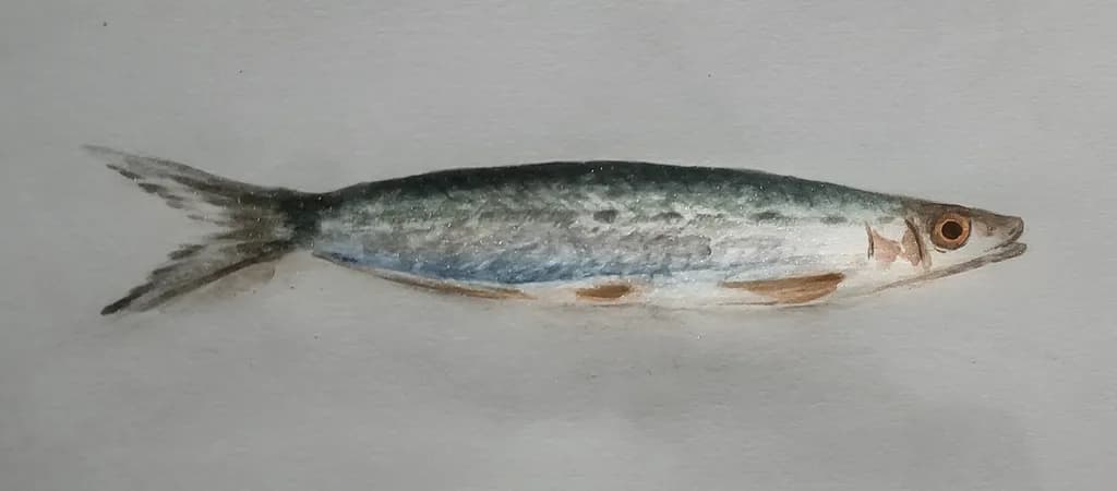 Watercolor Fish Illustration