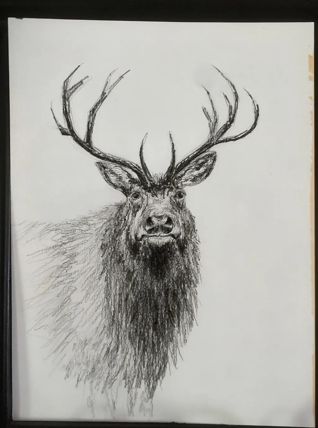 Majestic Elk Portrait