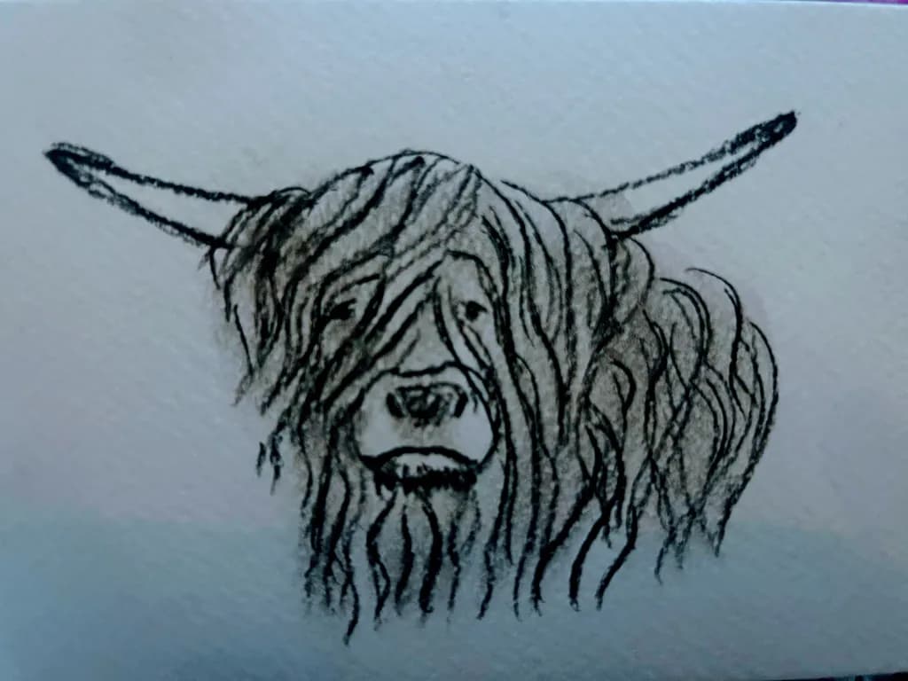 Highland Cow Portrait