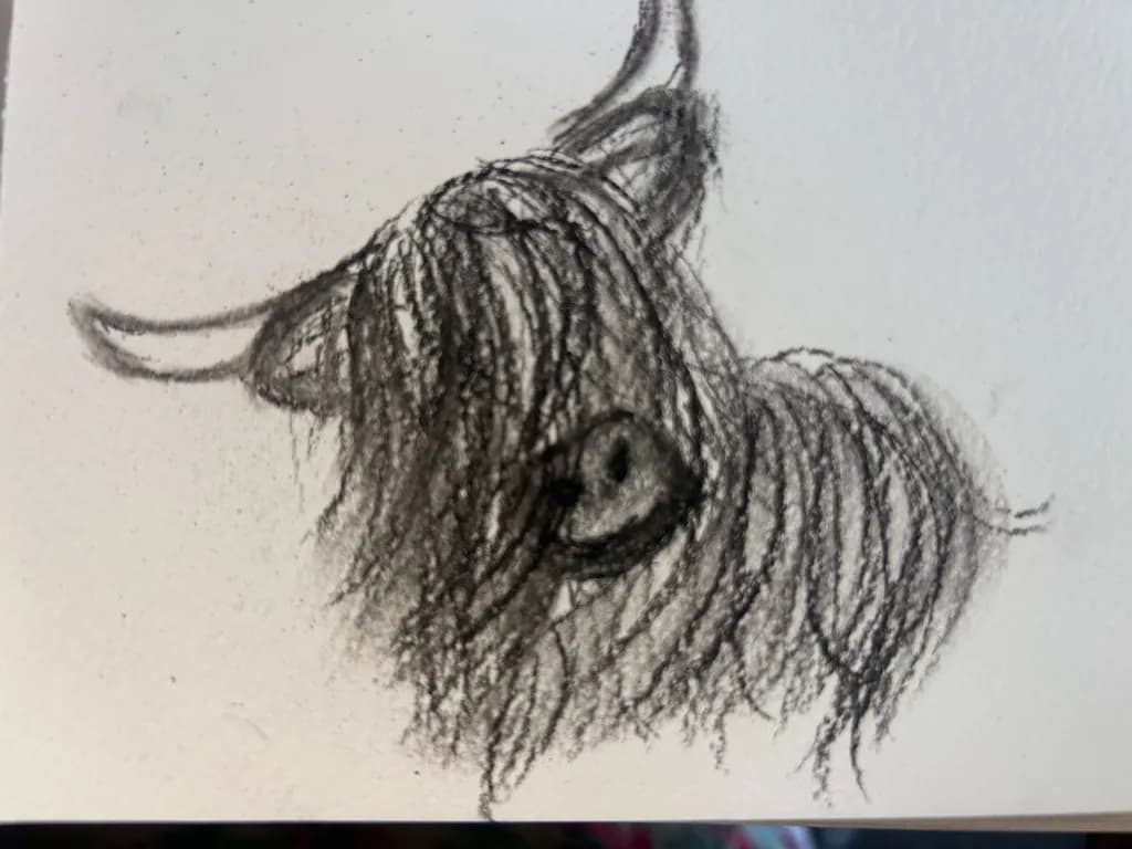 Highland Cow Portrait