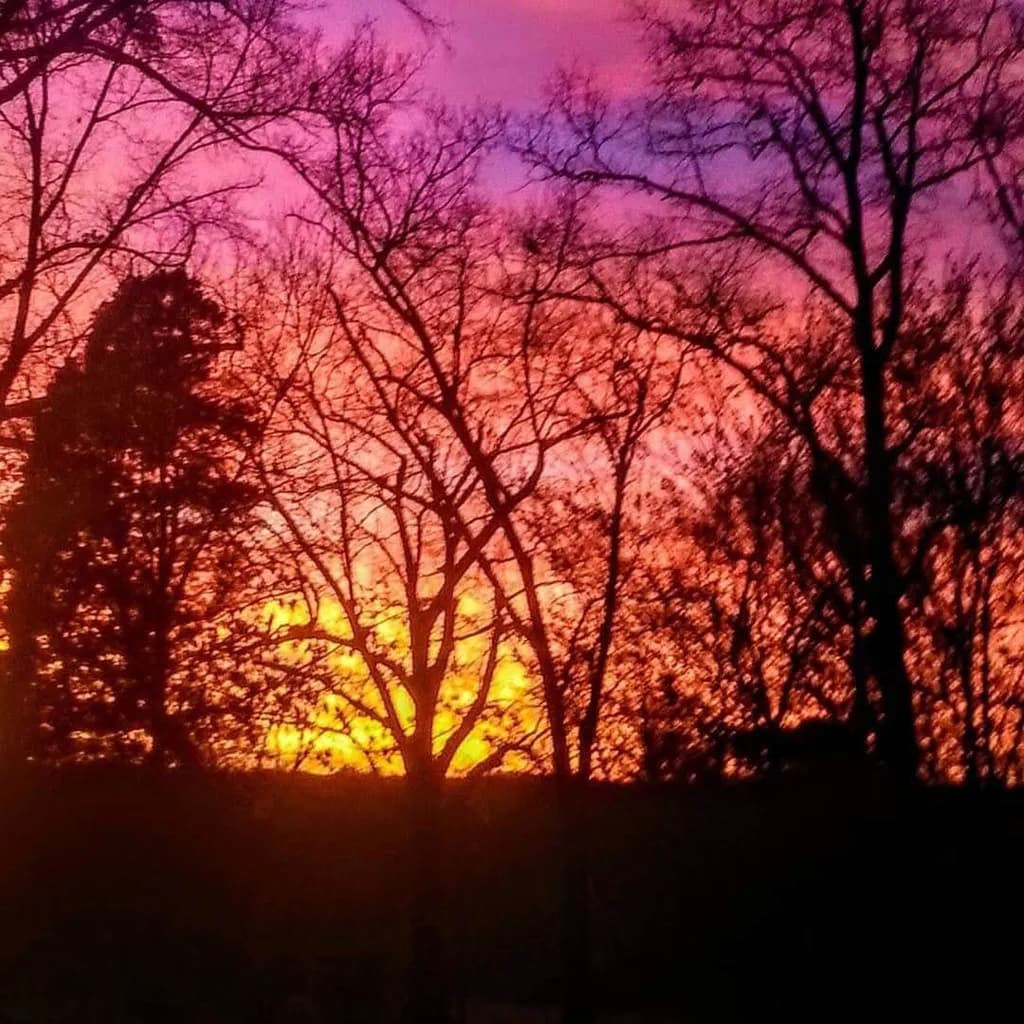 Sunset Through Trees