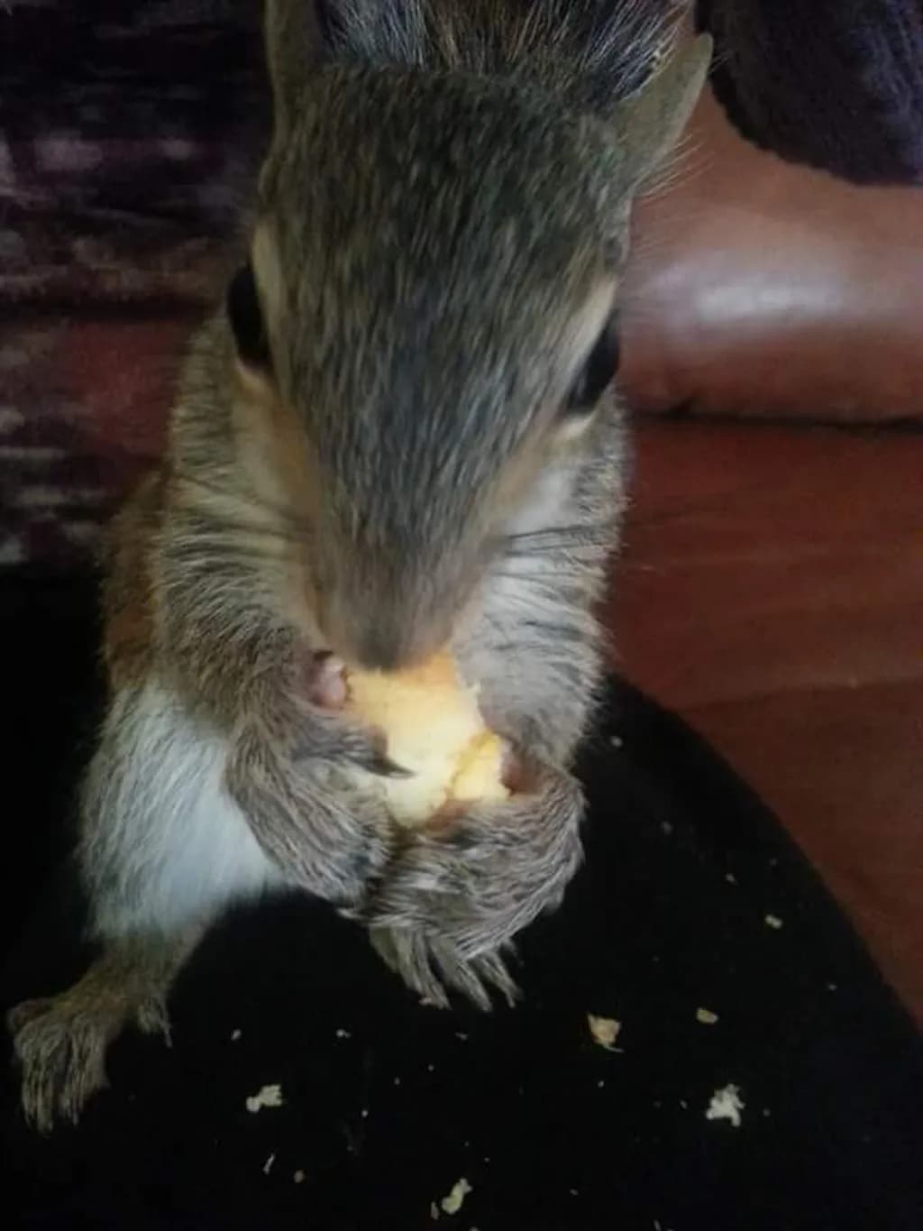 Squirrel Eating Snack