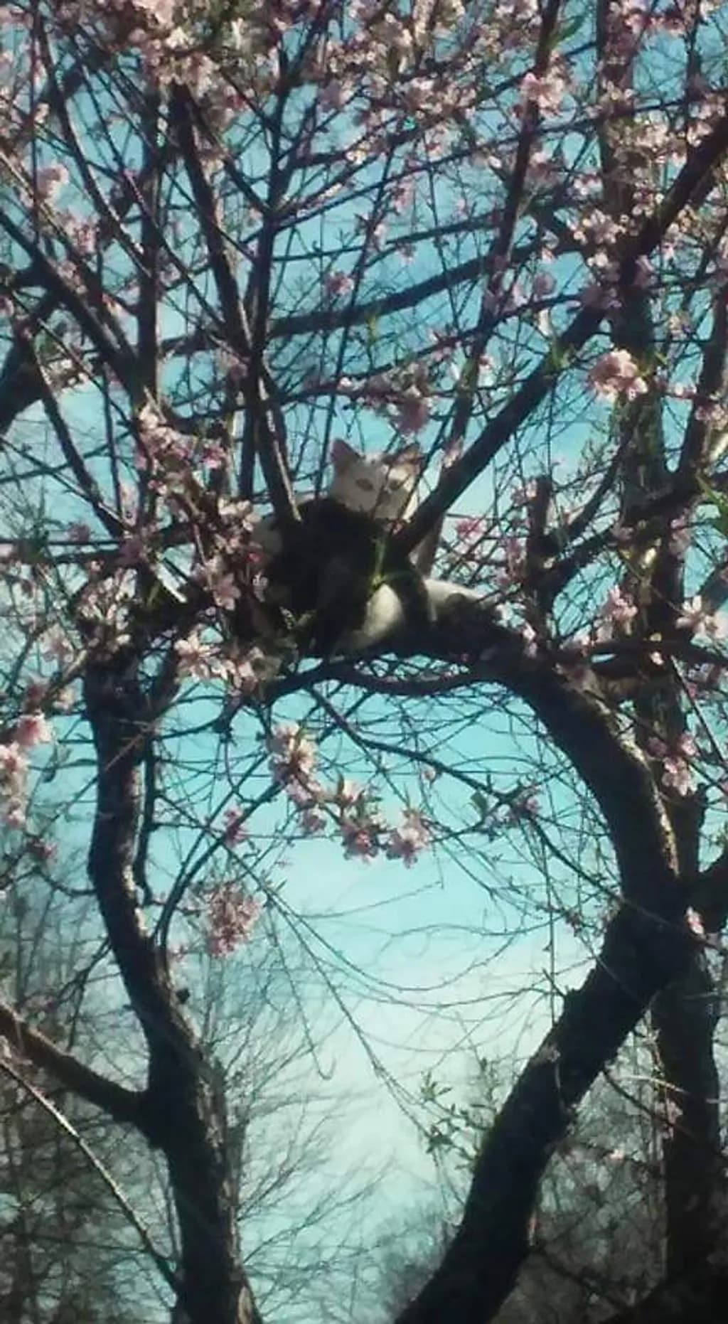 Cat in Blooming Tree