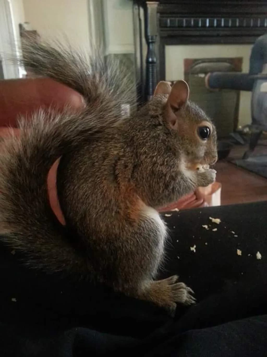 Squirrel Snack Time