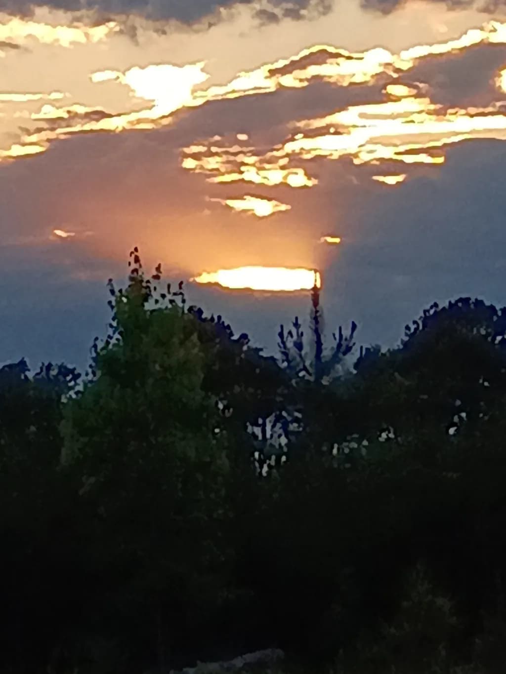 Sunset Trees Silhouette