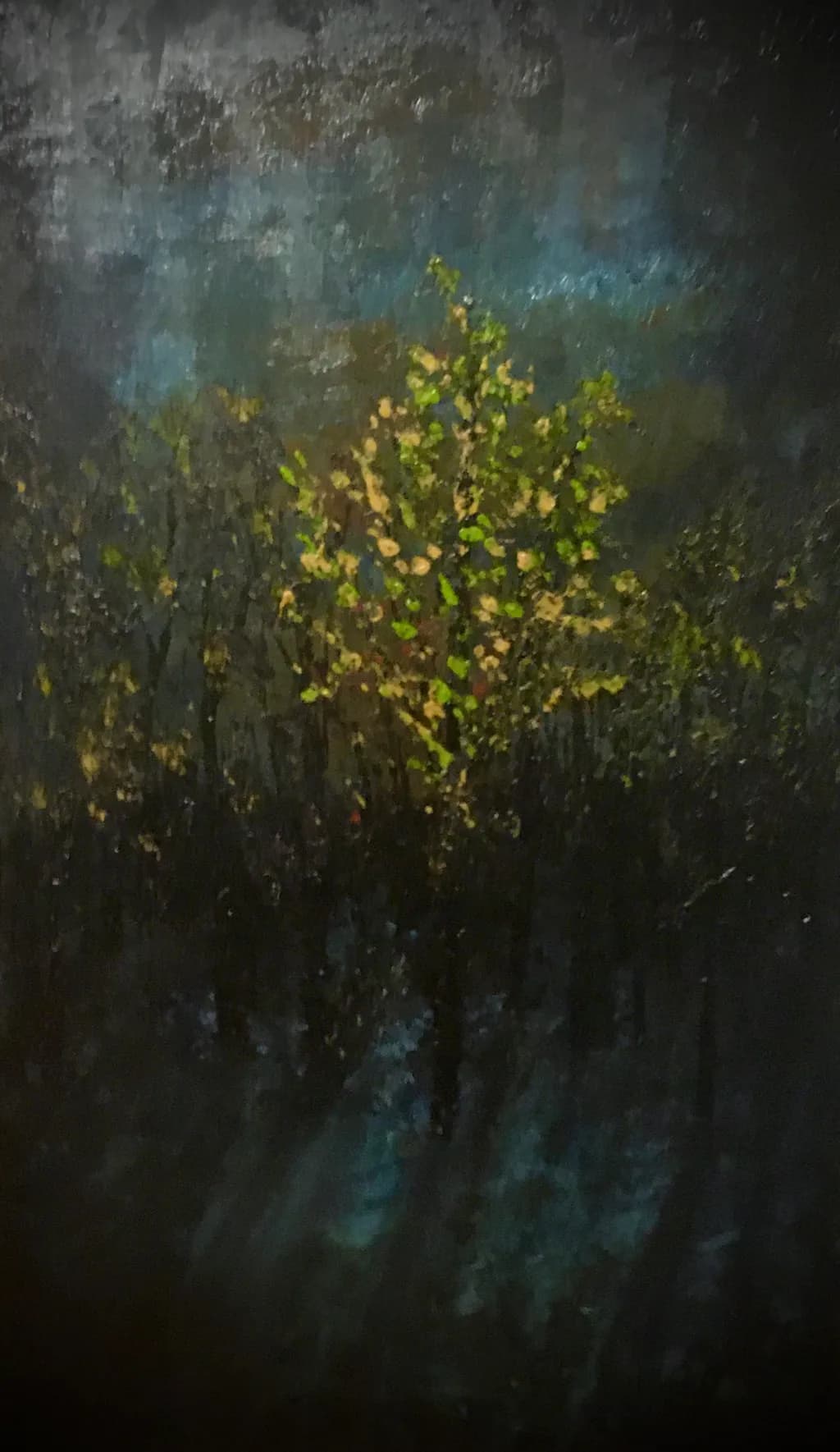 Glow of the Forest Trees