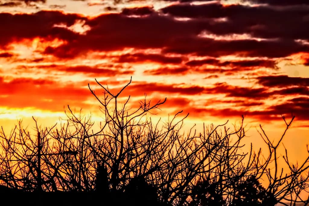 Sunset Silhouettes