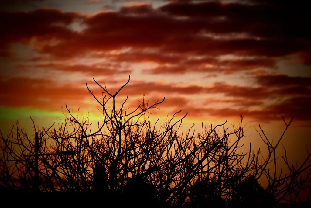 Sunset Branch Silhouettes