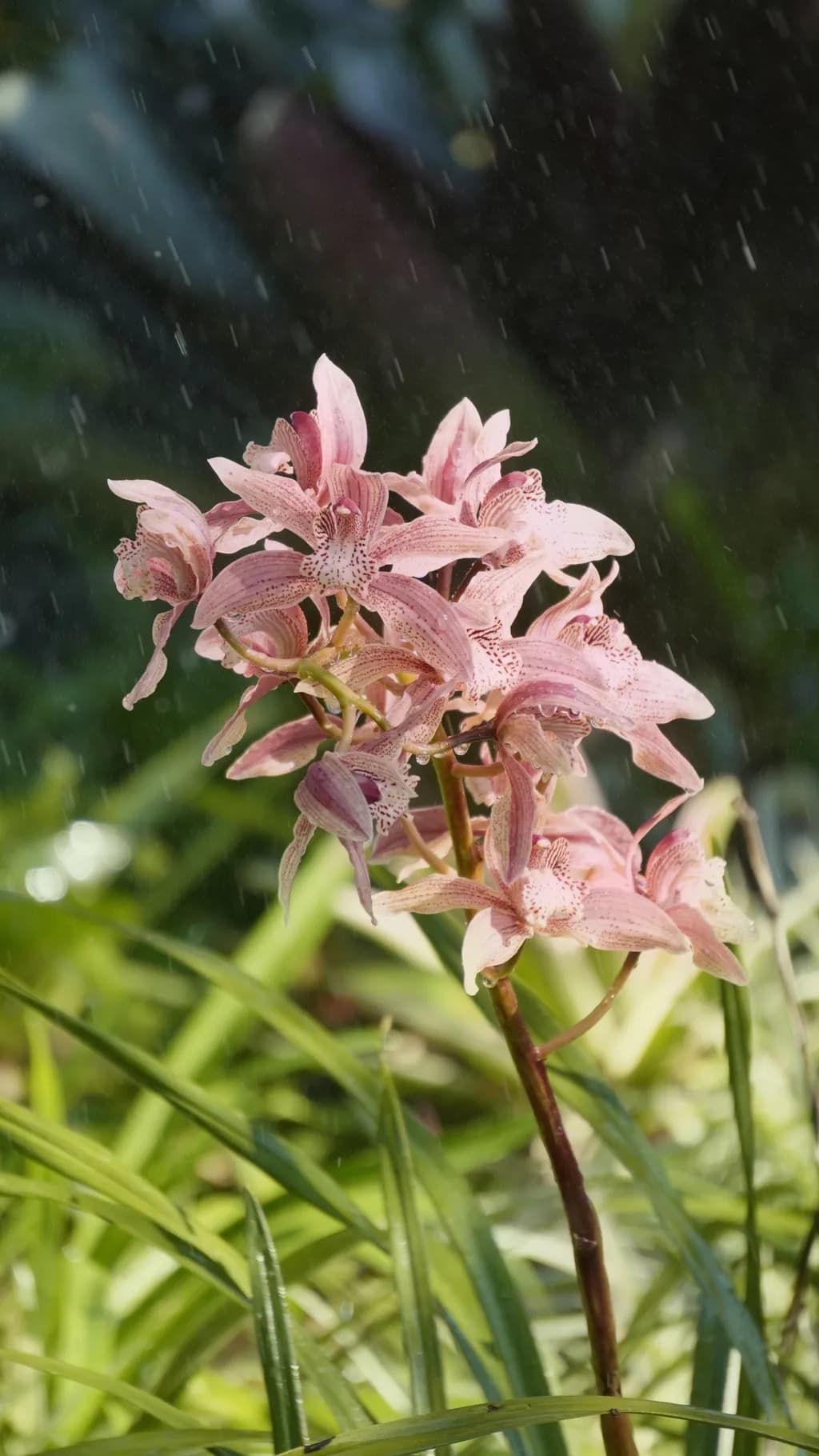 Rain-kissed Orchids