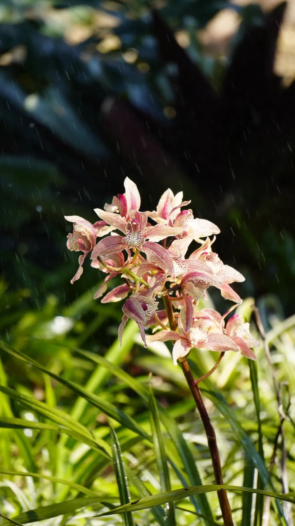 Orchid Bloom in Rain