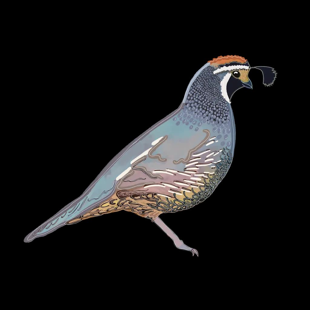 Quail Portrait
