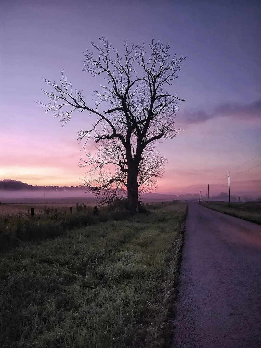 Roadside Tree at Sunset