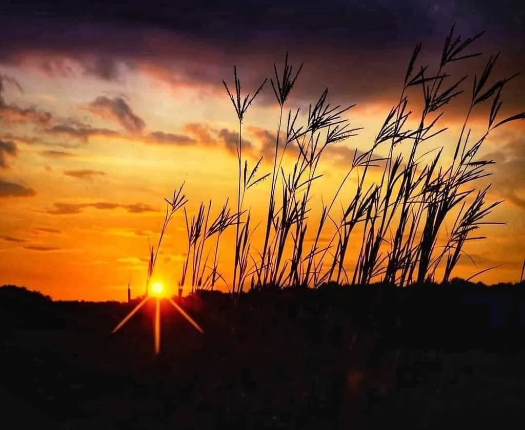 Sunset Grass Silhouettes