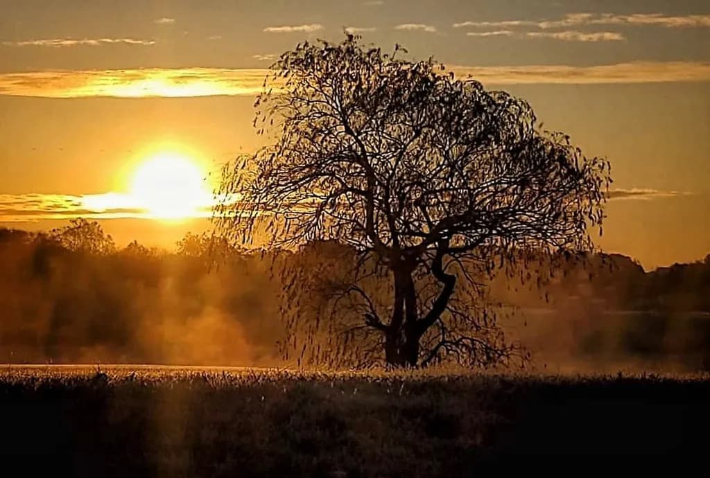 Tree Sunset Silhouette