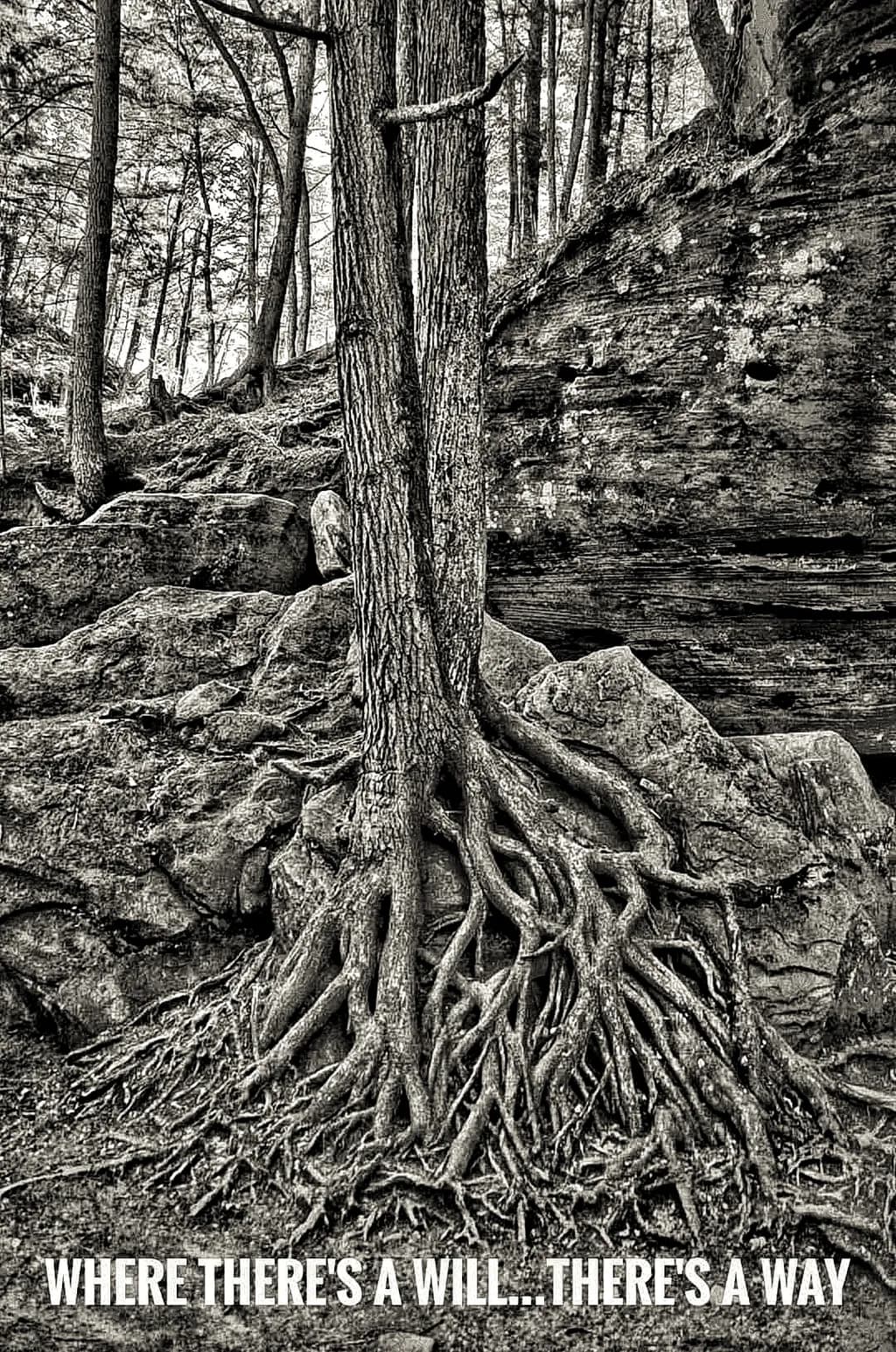 Inbound Roots