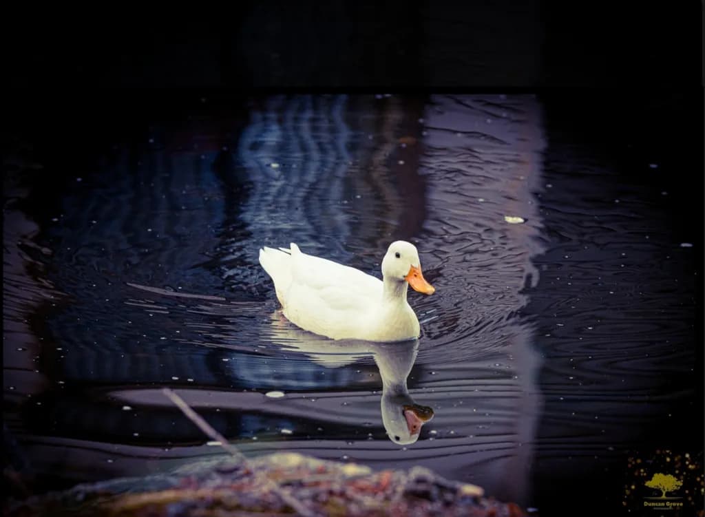 White Duck on Water