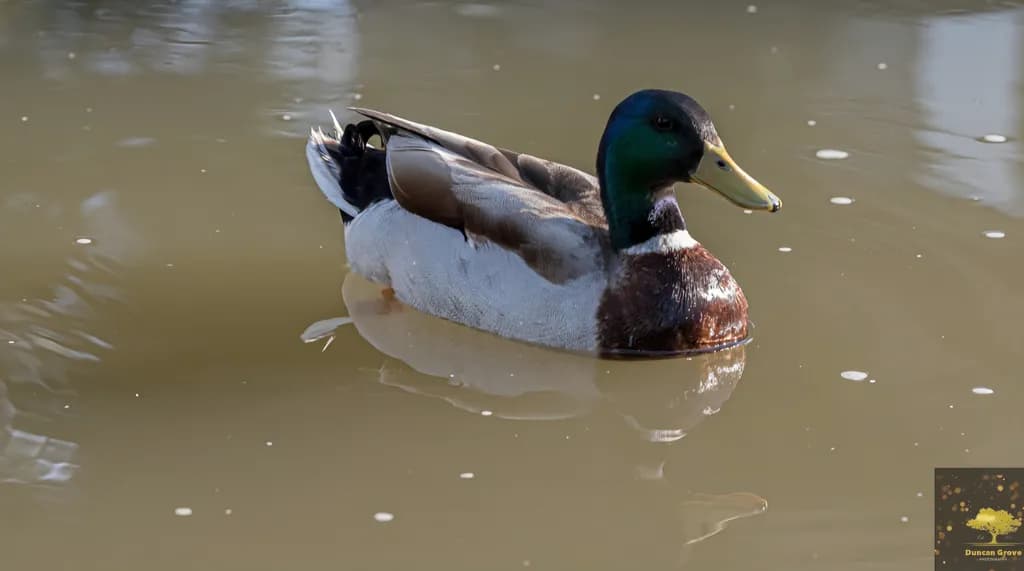 Mallard Reflection