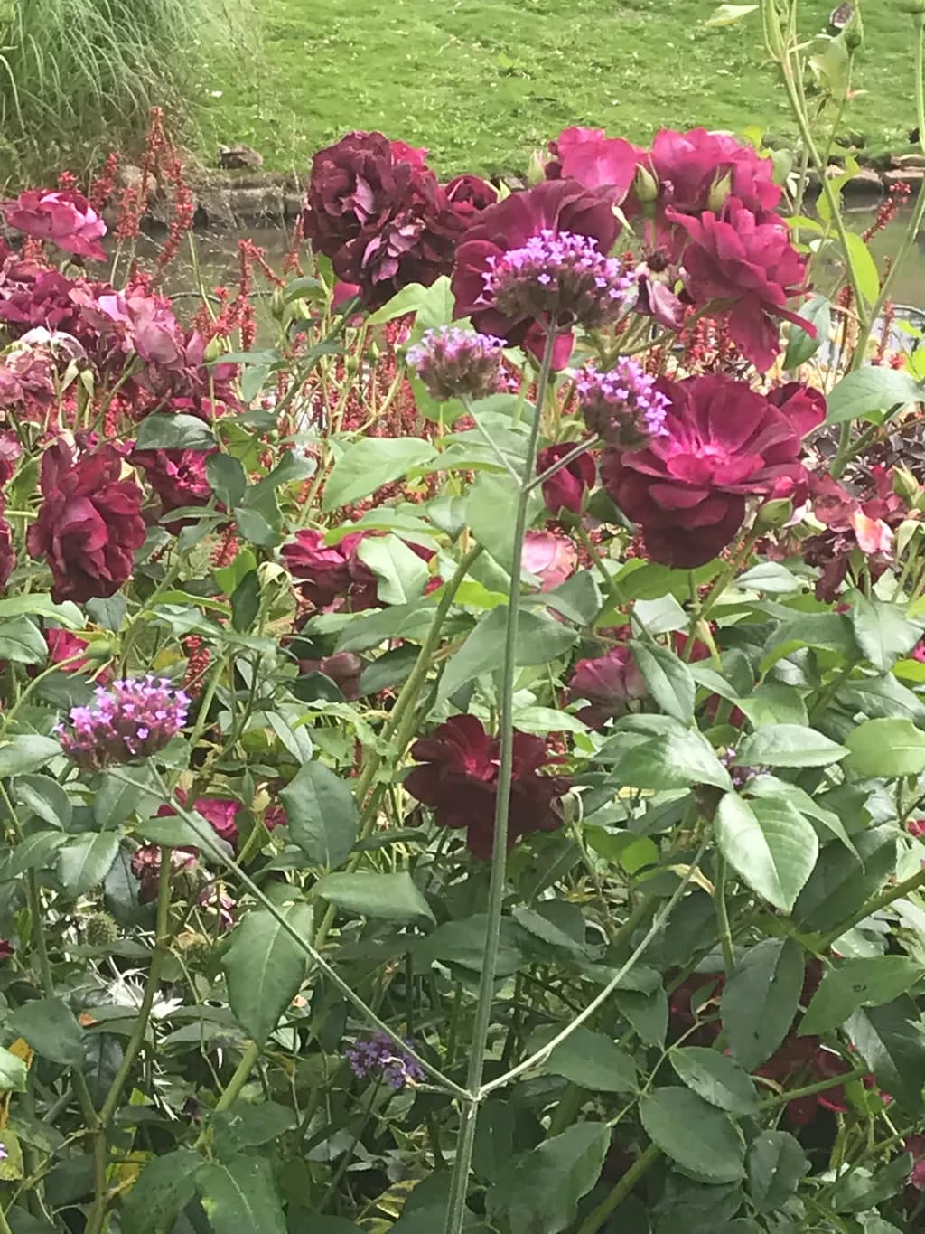 Crimson Rose Bloom