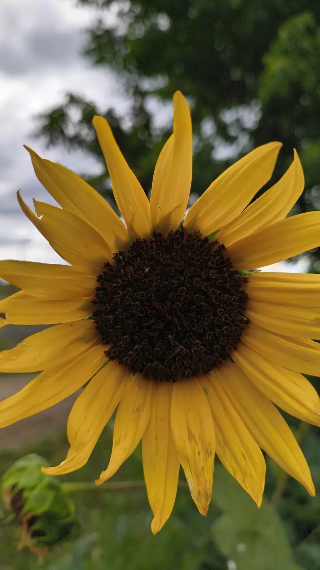Bright Yellow Sunflower