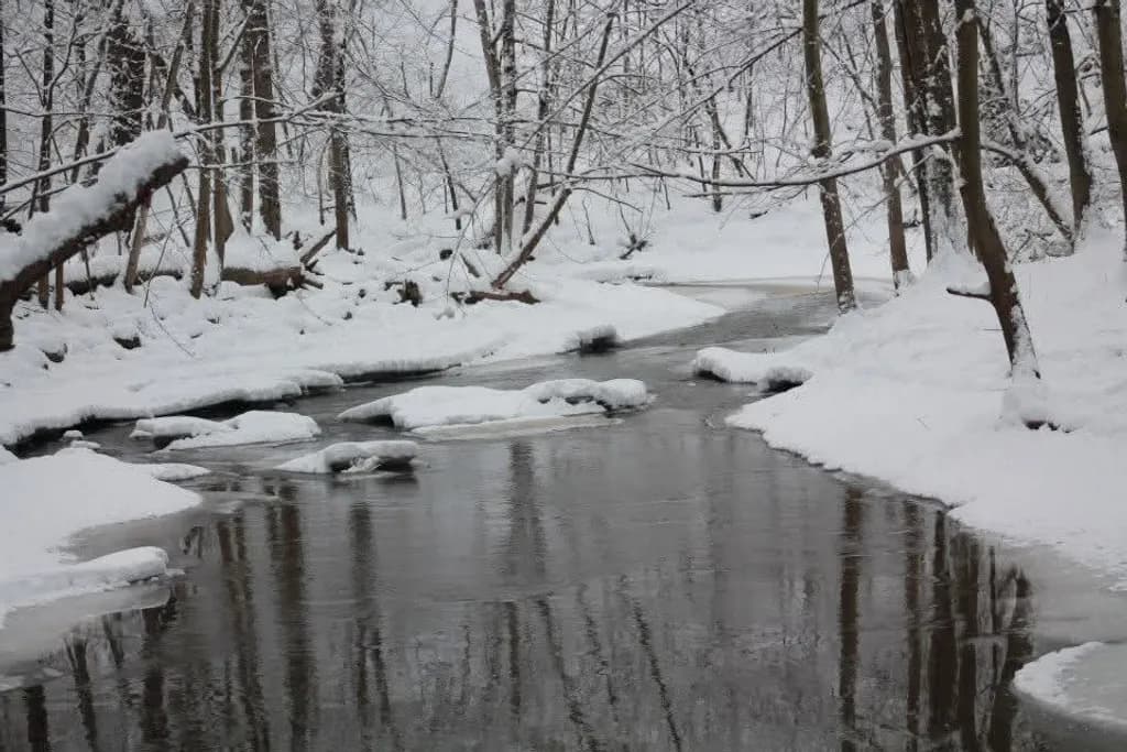 Winter Forest Stream